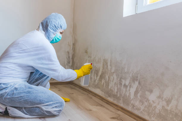 Licensed Mold Testing service in Okemos, MI - WQB Mold Removal